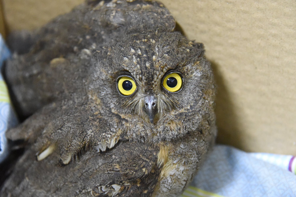 An Eurasian scops owl after being rescued in Zhengzhou, Henan province, April 2020. People Visual