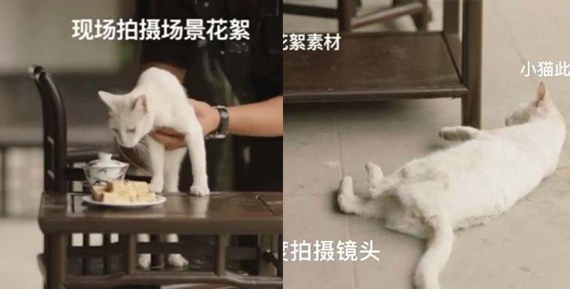 Screenshots show the cat on the TV drama set. From Weibo