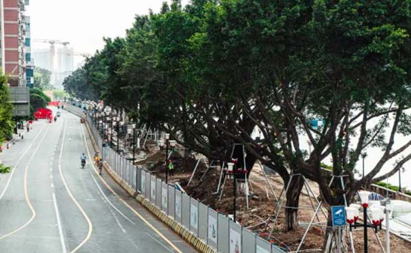 A view of the banyan trees checked for removal in Guangzhou, Guangdong province, 2021. From WeChat public account of 三联生活周刊