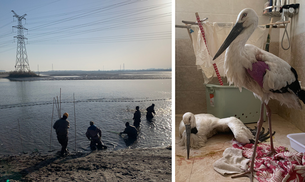 Left: Zhai Chunhe’s employees work in a fish pond in Tianjin, November 2021; right: Injured oriental storks rescued by Wang’s team. Yuan Ye/Sixth Tone