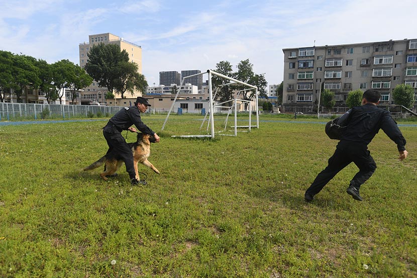 A dog is trained at the Criminal Investigation Police University in Shenyang, Liaoning province, June 7, 2021. People Visual