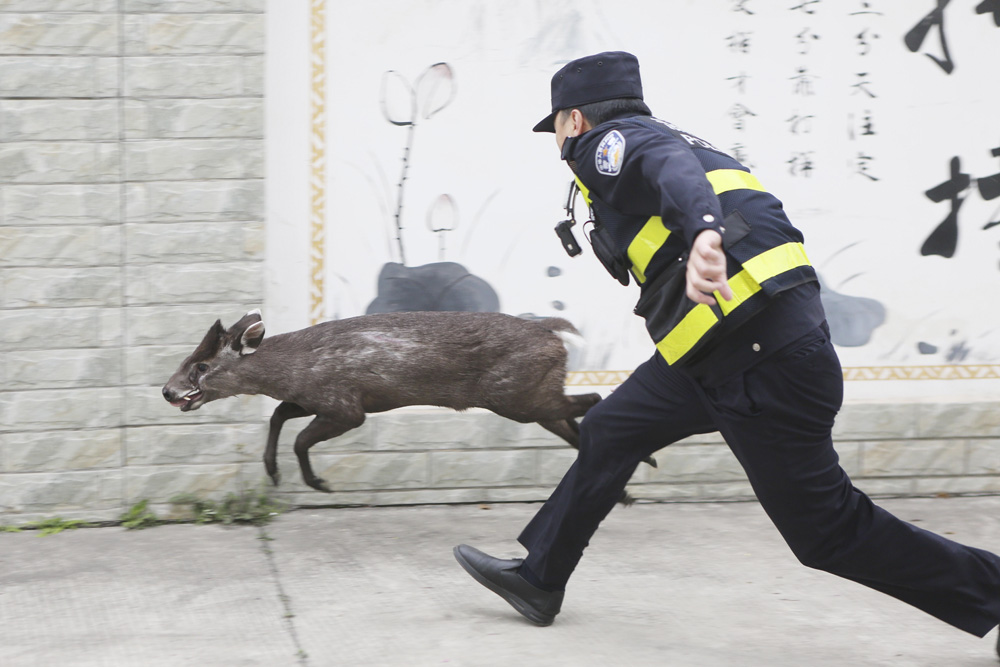 A police officer chases a wild animal that came down from a mountain in Mianyang, Sichuan province. March 17, 2021. Chen Dongdong/People Visual
