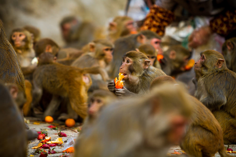 Macaques eat oranges provided by volunteers at Qianling Mountain Park in Guiyang, Guizhou province, Feb. 24, 2015. Zhao Xin/People Visual
