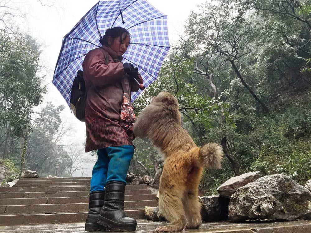 A macaque asks for food from a visitor to Qianling Mountain Park in Guiyang, Guizhou province, Jan. 9, 2015. People Visual