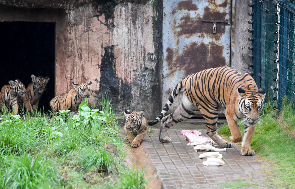 A family of South China tigers at a zoo in Changsha, Hunan province, Sept. 26, 2020. Yang Huafeng/CNS/People Visual
