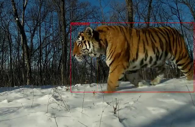 A screenshot from a surveillance video clip taken on Nov. 27, 2021 shows the wild Siberian tiger “Wandashan No.1” on the prowl just 7 months after being successfully released back into the wild in Heilongjiang Province. Xinhua