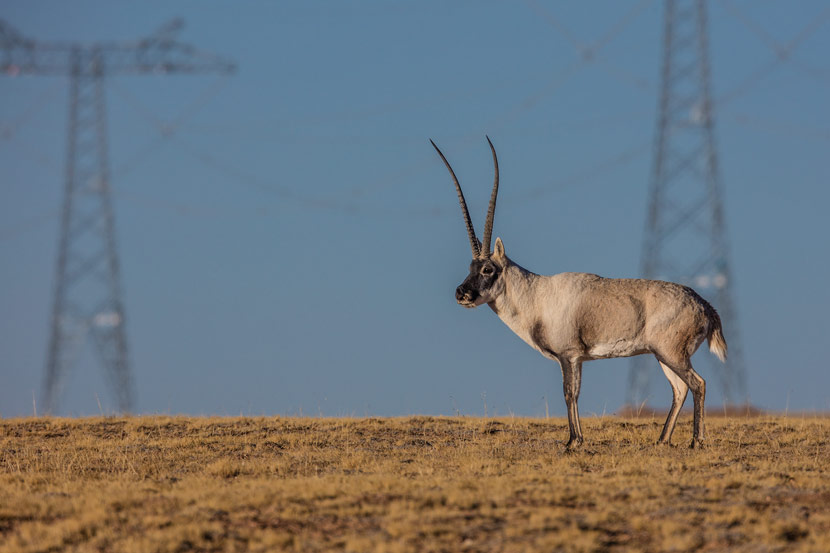 A Tibetan antelope in Hoh Xil, Qinghai province, Dec. 21, 2017. Courtesy of Bu Qiong/Hoh Xil National Nature Reserve Management Bureau