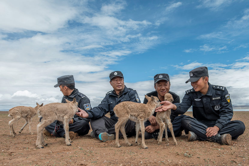 Patrol rangers play with Tibetan antelope calves in Hoh Xil, Qinghai province, July 1, 2017. Courtesy of Hoh Xil National Nature Reserve Management Bureau