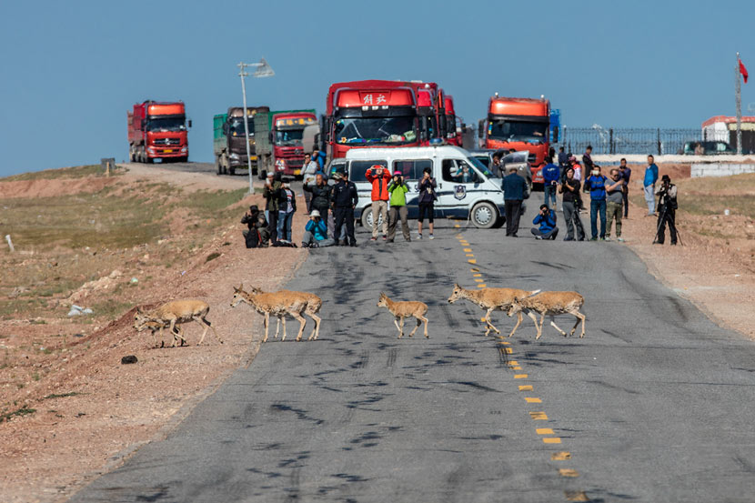 Vehicles stop to let Tibetan antelopes cross the road in Hoh Xil, Qinghai province, July 1, 2017. Courtesy of Bu Qiong/Hoh Xil National Nature Reserve Management Bureau