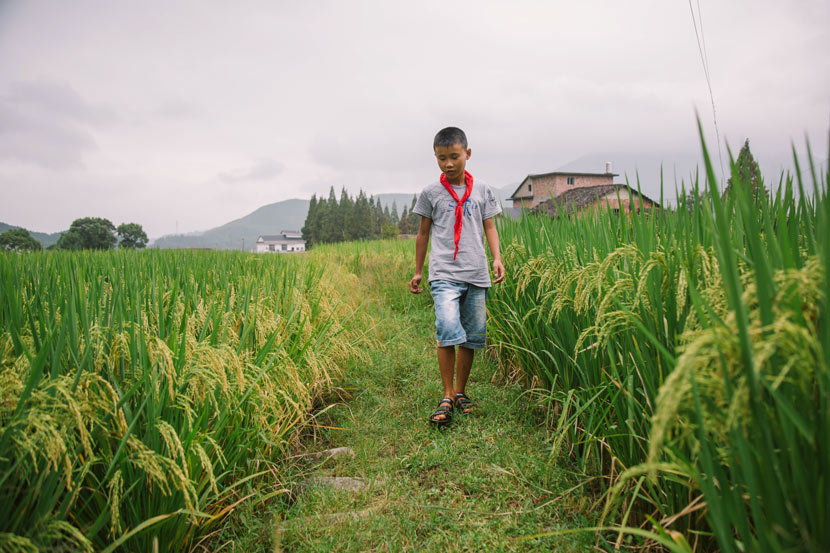 Lin Hongyu walks through a rice field in Matian Village, Luxi County, Jiangxi province, Sept. 6, 2017. Wu Huiyuan/Sixth Tone