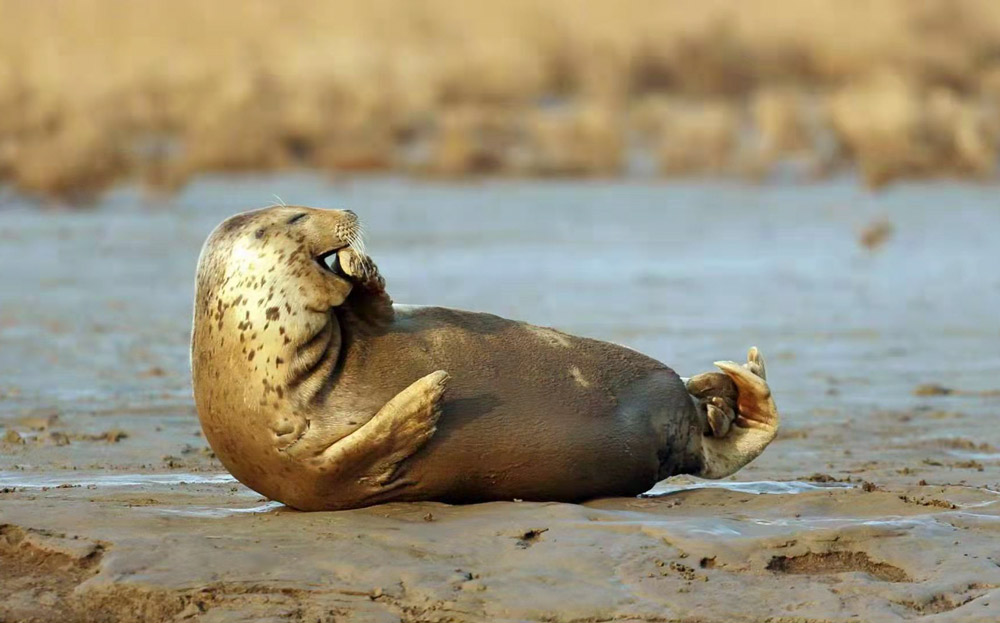 A spotted seal. Courtesy of Panjin Wetland Conservation Association