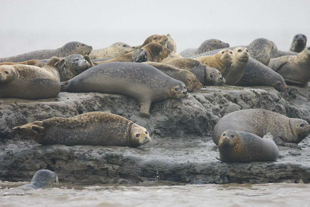 Spotted seals at the mouth of the Liao River, Panjin, Liaoning province, April 2015. IC