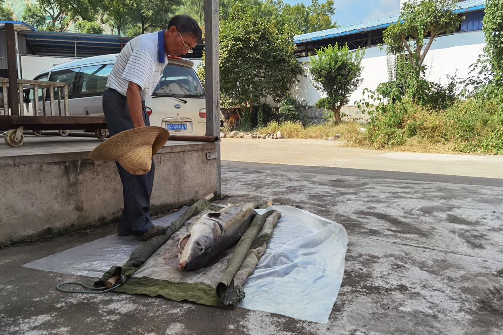 Mei Xinhua inspects a dead Chinese sturgeon while waiting for fishery administration staff to finish the anatomy and registration process, Sept. 26, 2021. Wen Ruohan/The Paper
