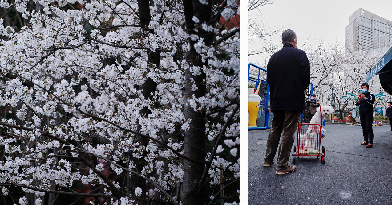Left: Cherry blossoms in a locked down residential area in Shanghai, March 16, 2022. Wu Huiyuan/Sixth Tone; Right: A couple takes their pet dog for a walk outside the Hongkou Football Stadium in Shanghai, March 16, 2022. Ding Yining/Sixth Tone