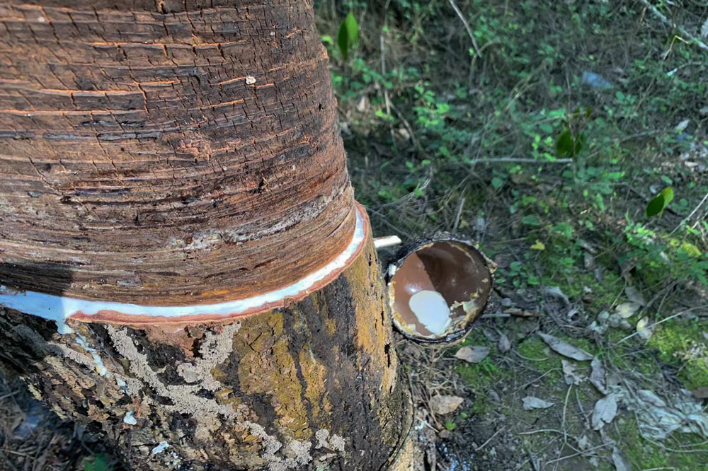 A rubber tree with white latex residue and collecting pot in Xishuangbanna, Yunnan province. Courtesy of Peter Mortimer
