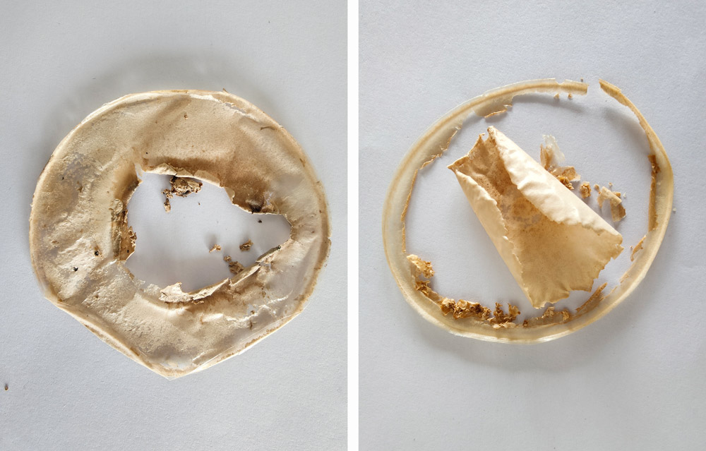 Polyurethane film partly digested, on left, and fully digested on right in laboratory by plastic eating fungus discovered by Mortimer’s group, Jan. 19, 2022. Courtesy of Samantha Karunarathna
