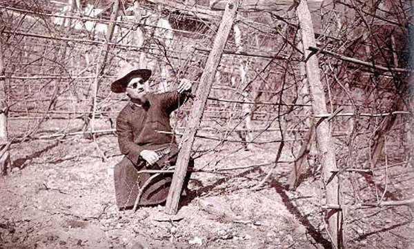 An archival photo shows a missionary trimming grapevines in Cizhong Village, Yunnan province. Courtesy of Xiao Kunbing
