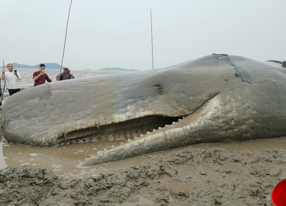 Men take photos of  the stranded sperm whale in Xiangshan County, Zhejiang province, April 19, 2022. Courtesy of Ningbo Ocean World Museum