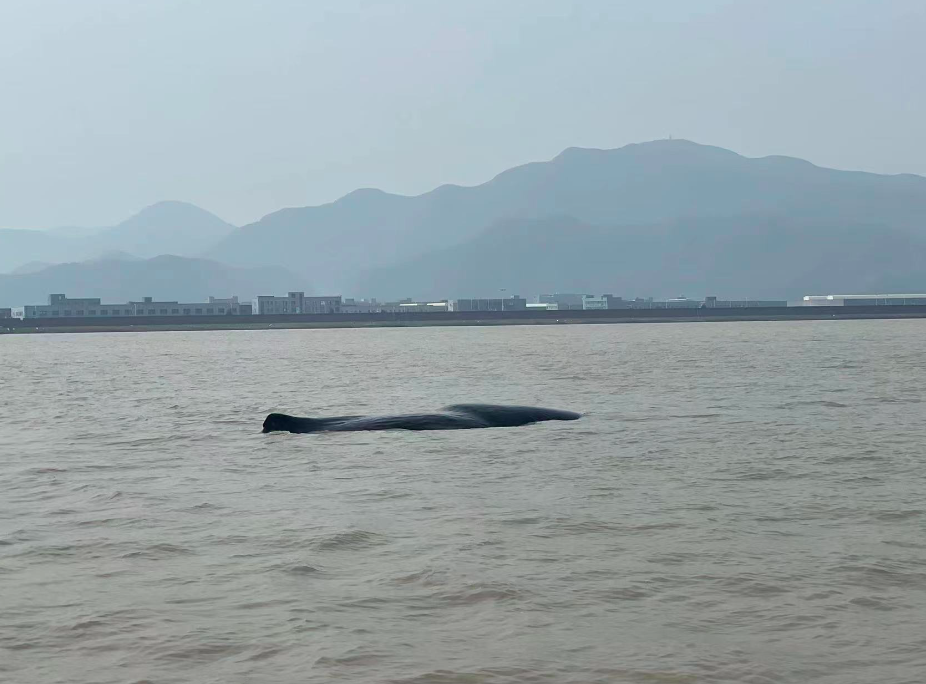 The whale is put back into the ocean after being rescued in Xiangshan County, Zhejiang province, April 20, 2022. Courtesy of Ningbo Ocean World Museum