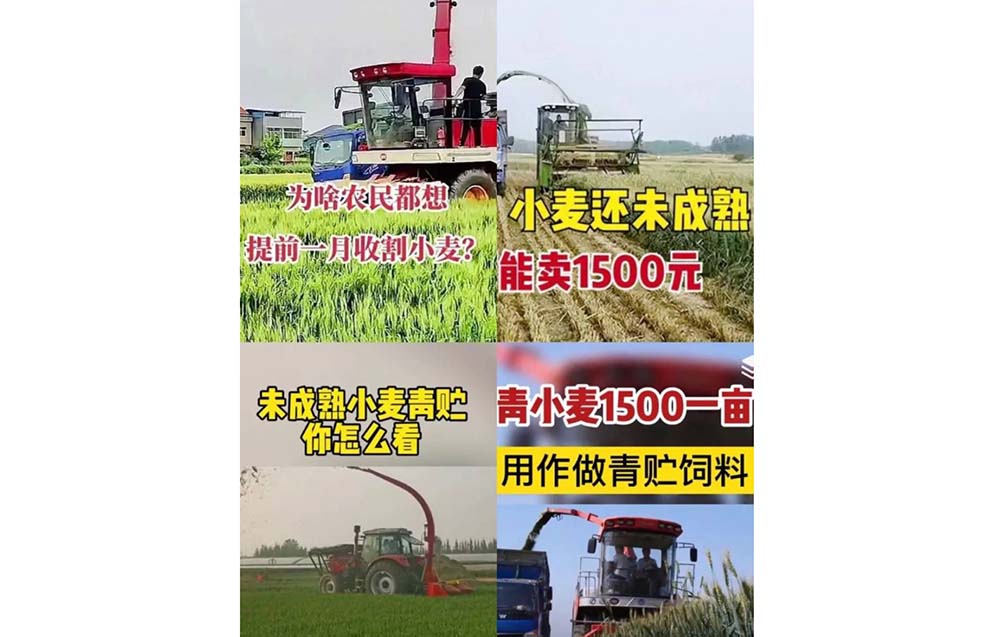 Screenshots show unmatured wheat crops being cut down to use as animal feed. From Weibo