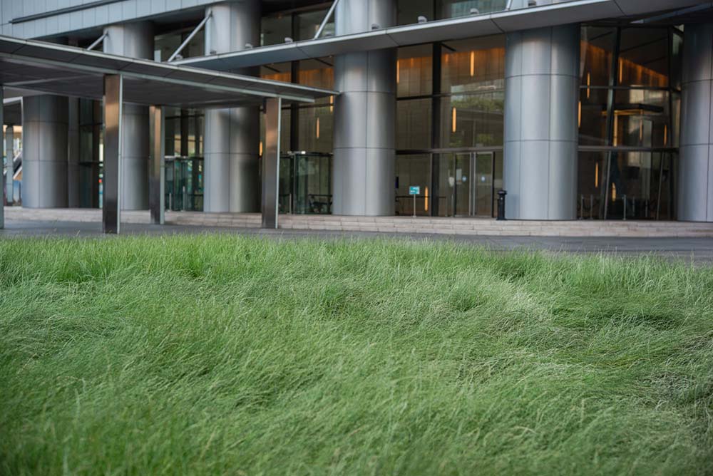 Grass grows outside a shopping mall in Shanghai, May 2022. Gao Zheng for Sixth Tone