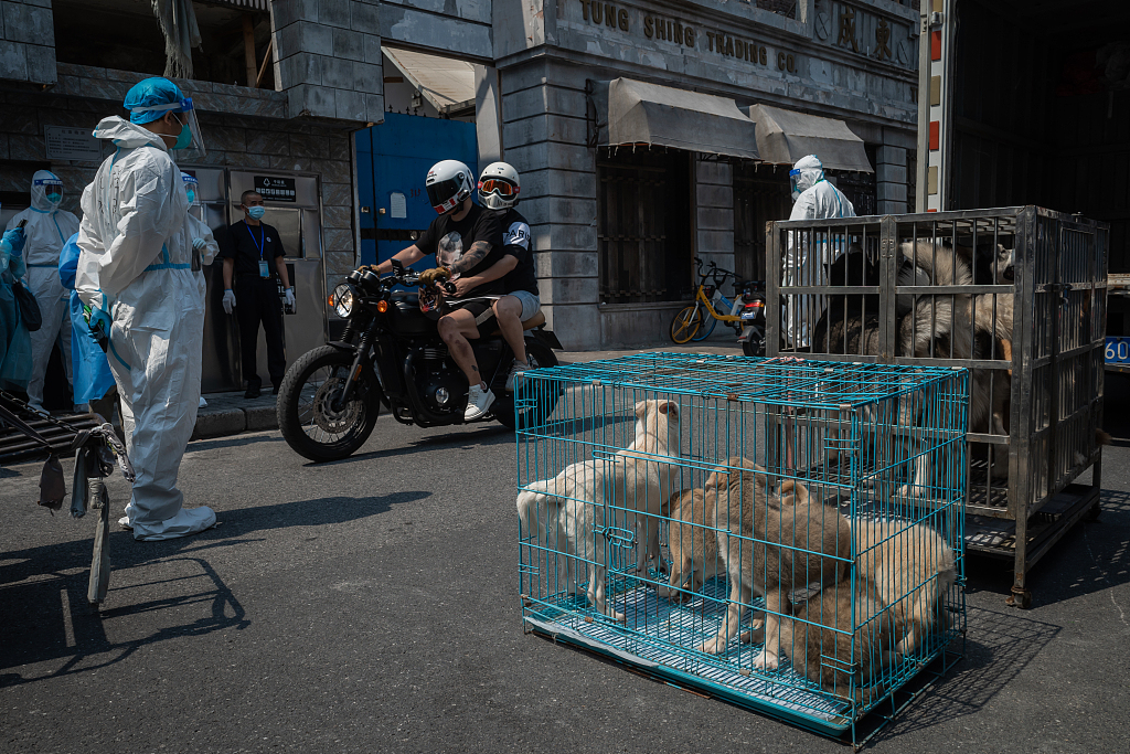 Workers outside a shelter prepare to send dogs home, May 26, 2022. Liu Xingzhe/VCG