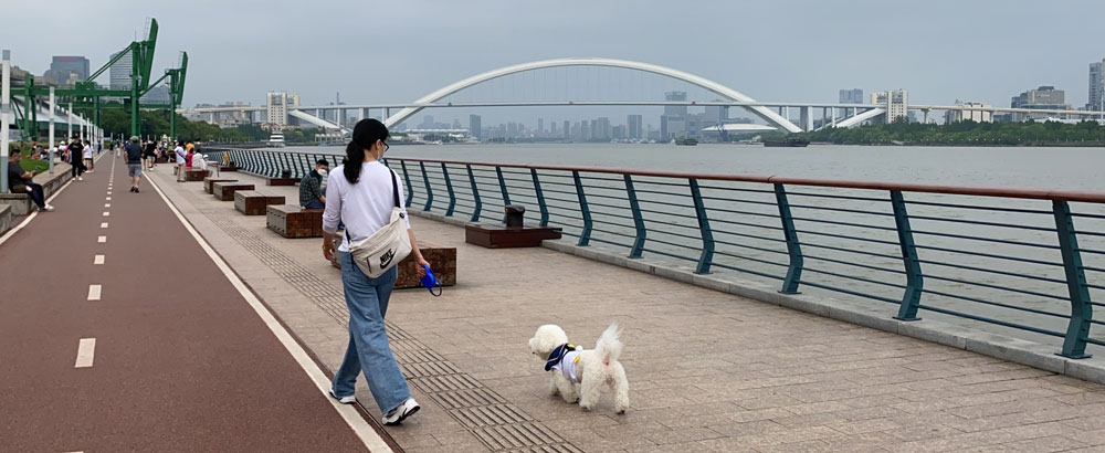 A woman walks her dog at a riverside park in Shanghai, May 30, 2022. Fan Yiying/Sixth Tone
