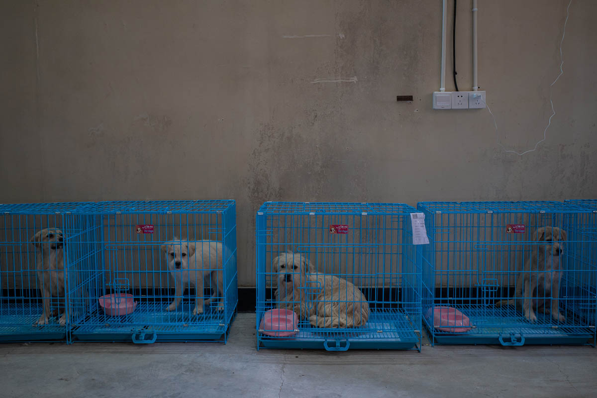 Four dogs inside the shelter in Shanghai, May 26, 2022. Liu Xingzhe/VCG
