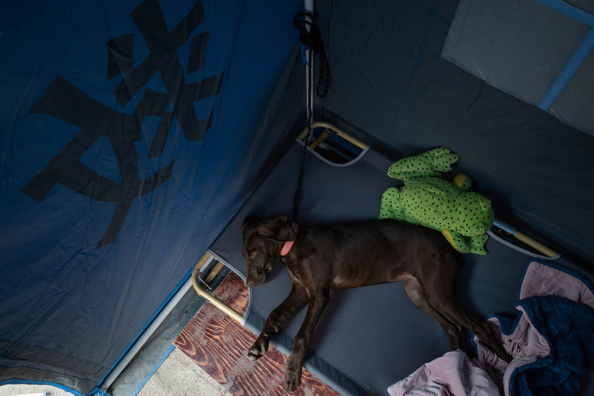A stray dog adopted by a volunteer takes a moment to relax inside a tent outside the pet shelter, May 26, 2022. Liu Xingzhe/VCG