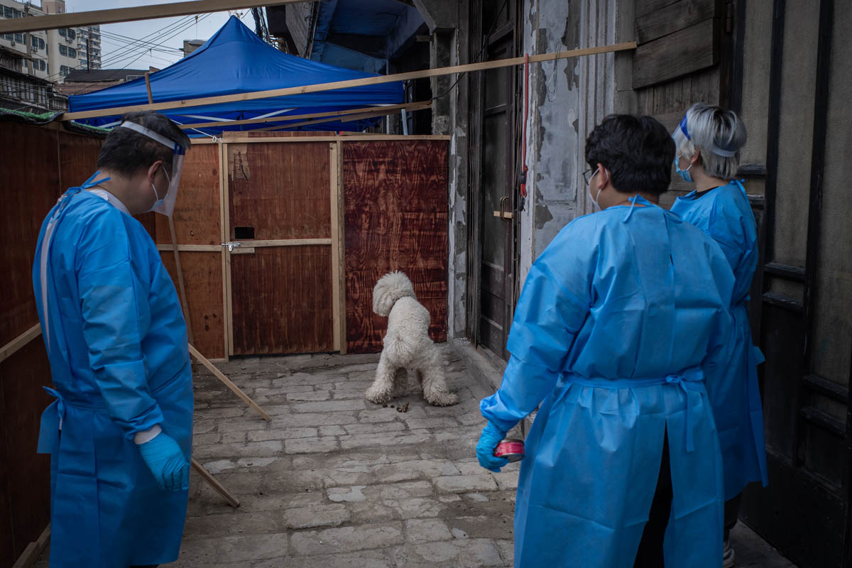 A dog does its business outside the shelter, May 26, 2022. Liu Xingzhe for Sixth Tone