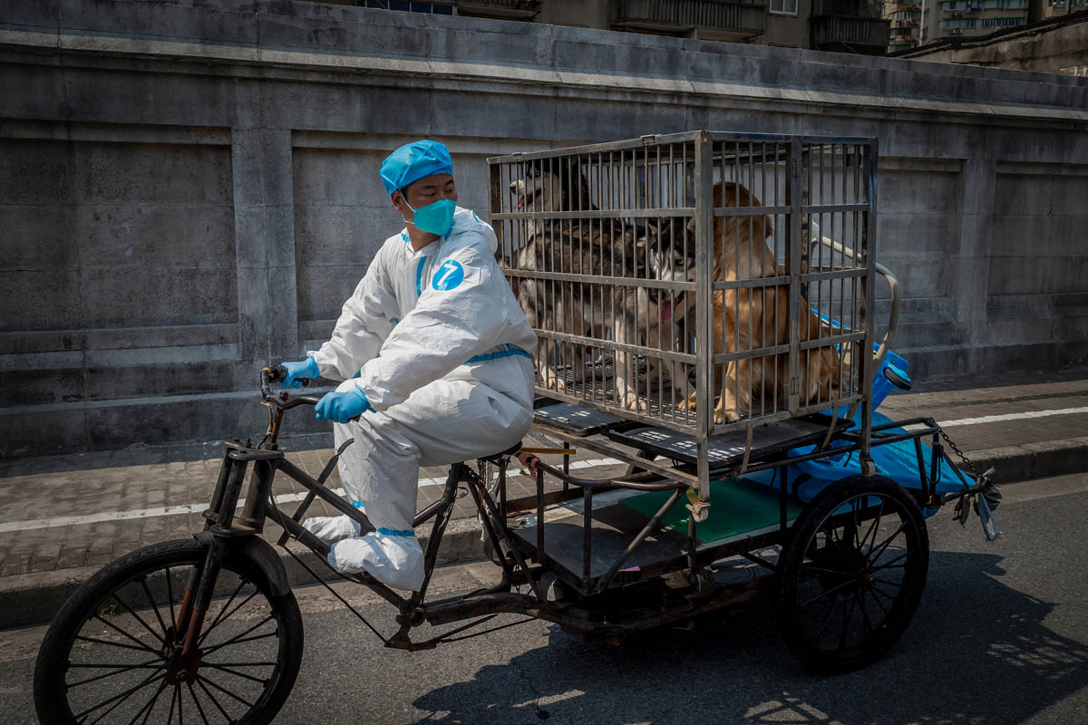 A volunteer rides dogs home from the pet shelter, May 26, 2022. Liu Xingzhe/VCG