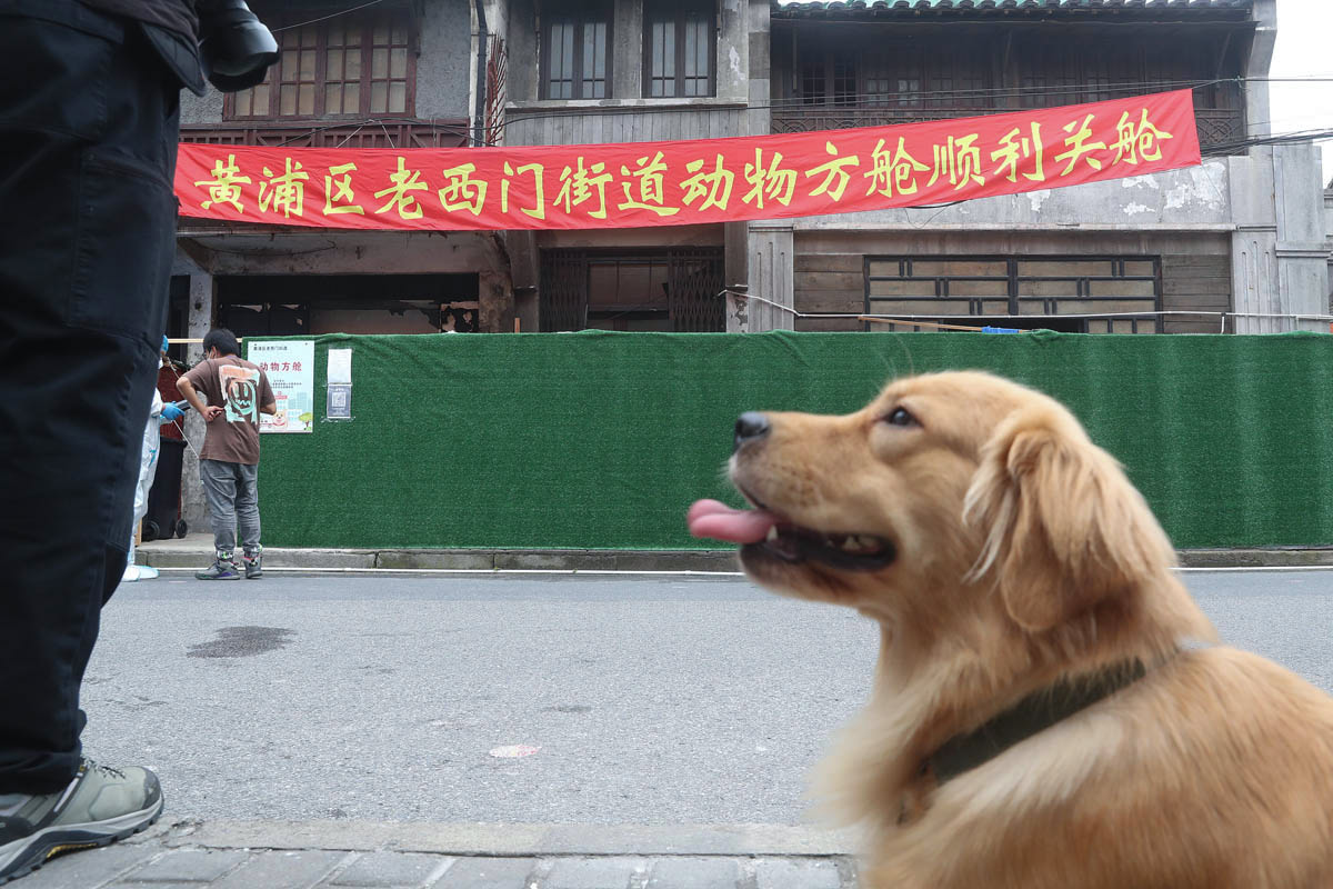 A dog sits outside the pet shelter, May 26, 2022. Zhang Hengwei/CNS/VCG