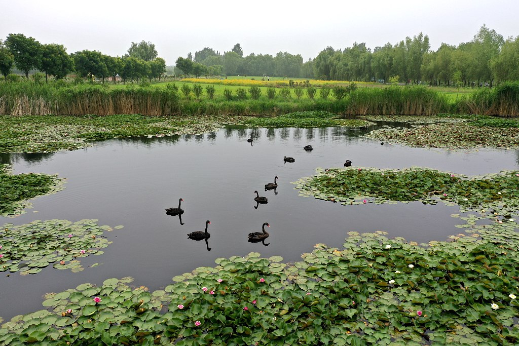 Weishan Lake, Zaozhuang, Shandong province, June 9, 2021. VCG