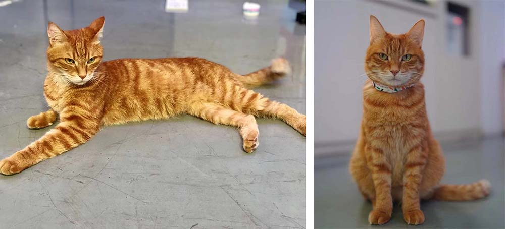 Zhaocai arrived at the office skinny (left), and put on weight as a housecat (right). Courtesy of Amilia Chen