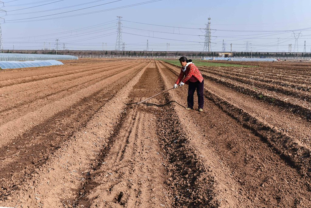 A woman works in a field in Qingzhou, Shandong province, March 4, 2021. VCG