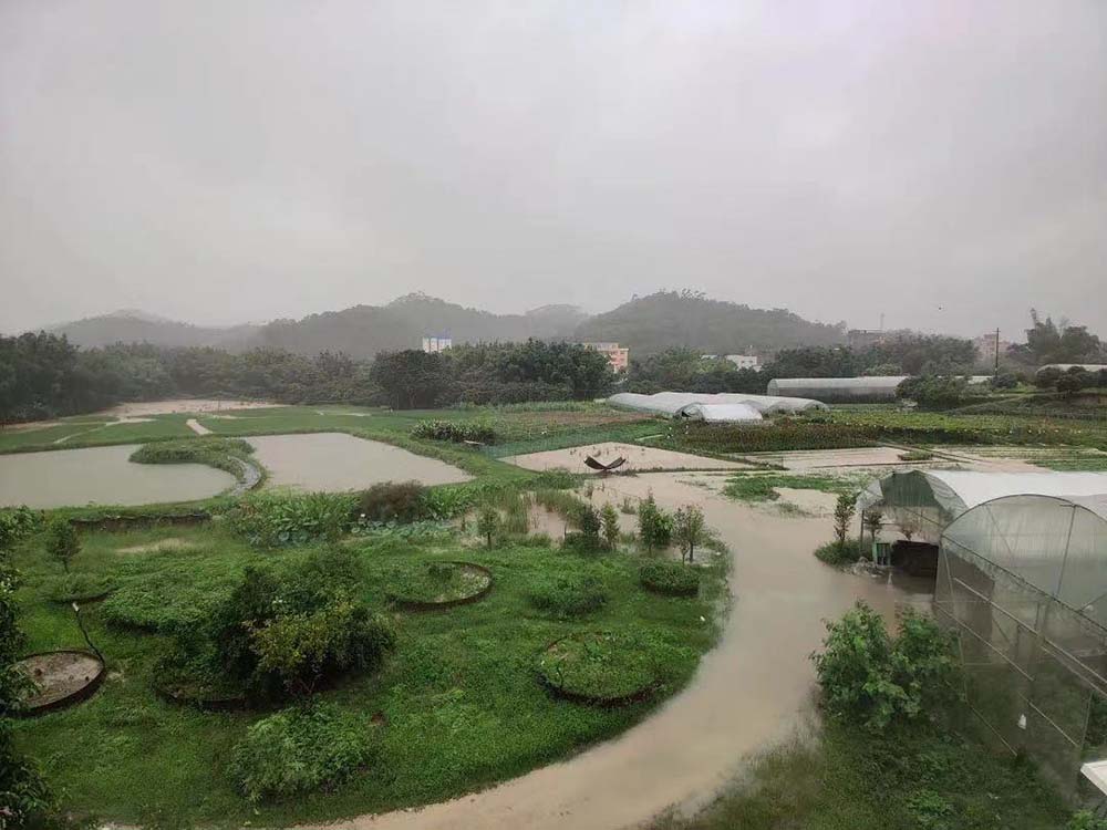 Yinlin Eco Farm under water, Guangdong province, June 14, 2022. Courtesy of Food Think