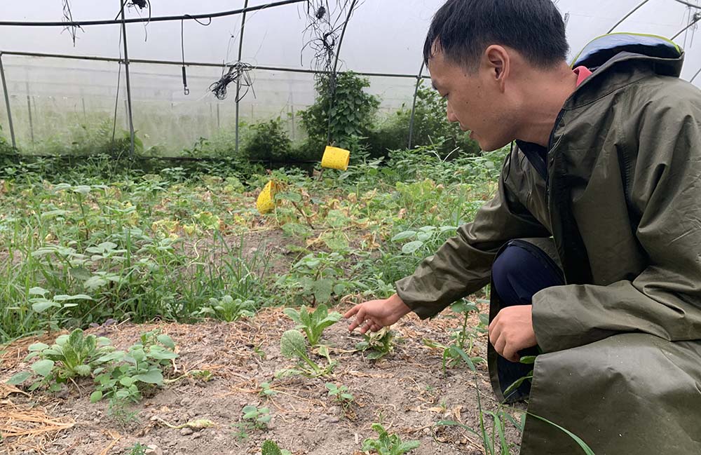Li Zhongxiang points at a wilted Chinese cabbage after relenting rains turned the soils soaked with more insects at Yinlin Eco Farm, Guangzhou, Guangdong province, July 4, 2022. Yuan Ye/Sixth Tone