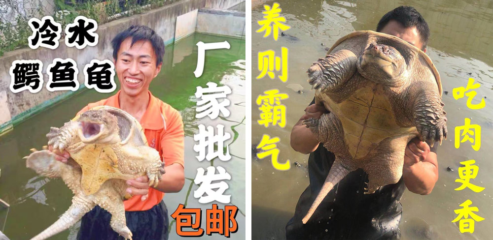 Ads for common snapping turtles for sale on the Chinese e-commerce platform Taobao. The text on the photos reads: “Sold wholesale by breeders, price includes postal delivery” (left) and “Intimidating to raise, delicious to taste.” From Taobao seller @志龙水产养殖基地 and @春之初会