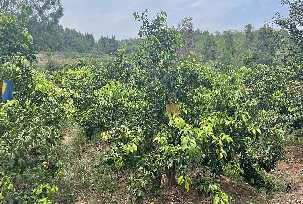 Li Benguo’s orange trees are dried, Deyang, Sichuan province, Aug. 23, 2022. Courtesy of Li