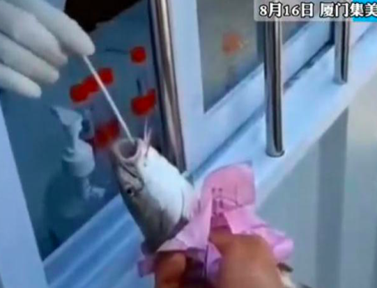 A fish receives a COVID-19 test at a port in Xiamen, Fujian province, Aug. 16, 2022. From @台海网 on Weibo