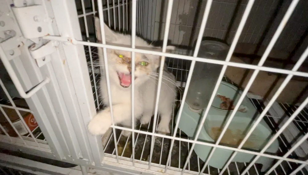 A cat abandoned inside a backyard breeding center that operated under the guise of a cat café in Chengdu, Sichuan province.  Courtesy of Live With The Cat