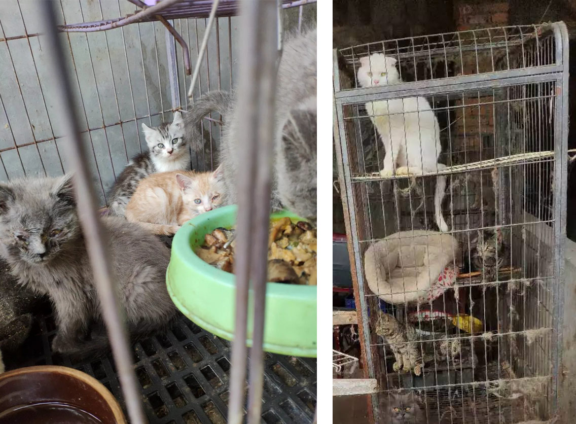 Cats are crammed into small cages at a kitten mill. Courtesy of Maogongzi
