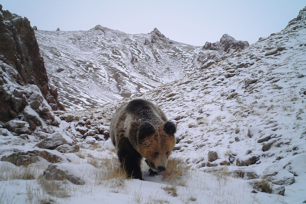 A Tibetan brown bear on the Qinghai-Tibetan Plateau in Qinghai Province, March 2017.  Courtesy of Dai Yunchuan