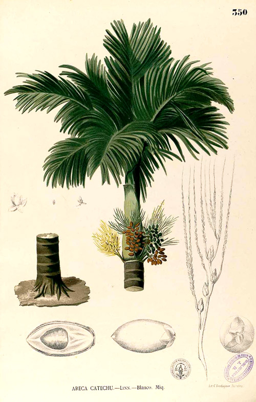 Drawings of Areca catechu, the plant that produces areca nuts, by Francisco Manuel Blanco (O.S.A.), 1880s. From Biblioteca Digital, Real Jardín Botánico
