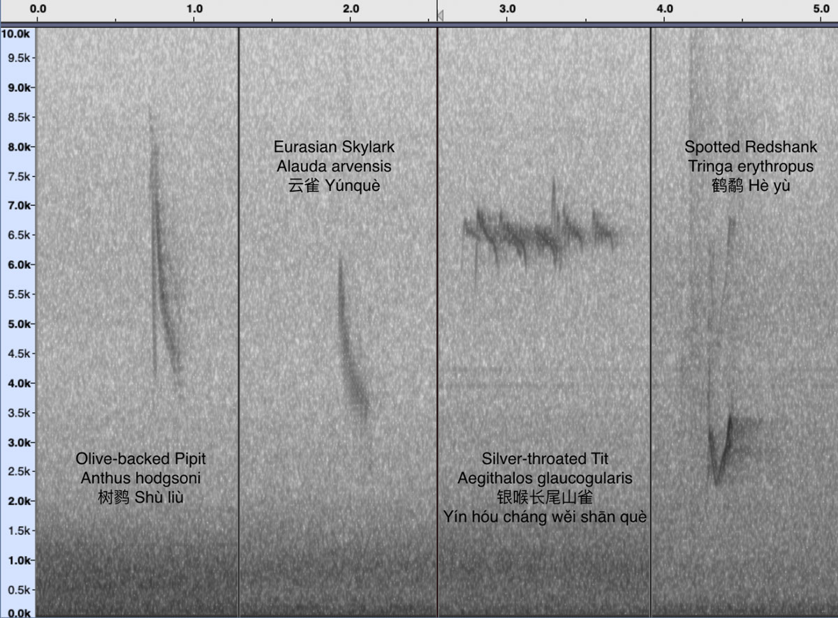 A spectorgram visual representation of the nocturnal calls of the migrating bird species that Townshend and Hua recorded over Beijing. Courtesy of Terry Townshend