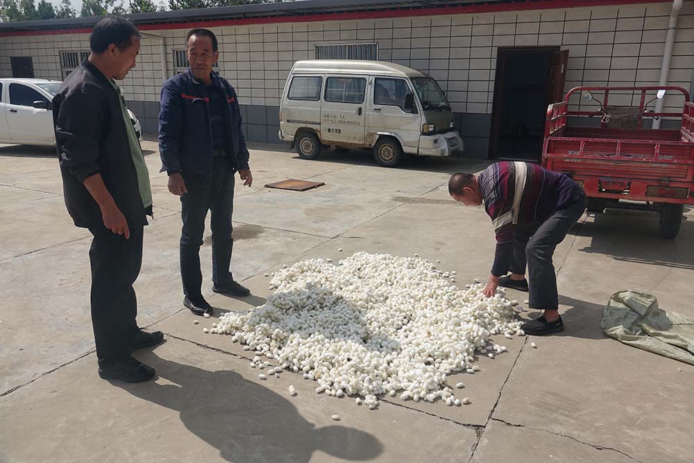 A local farmer, surnamed Xing (centre), sells cocoons to Zhang, in Yulin, Shaanxi province, Sept 20, 2022. Wu Peiyue/Sixth Tone