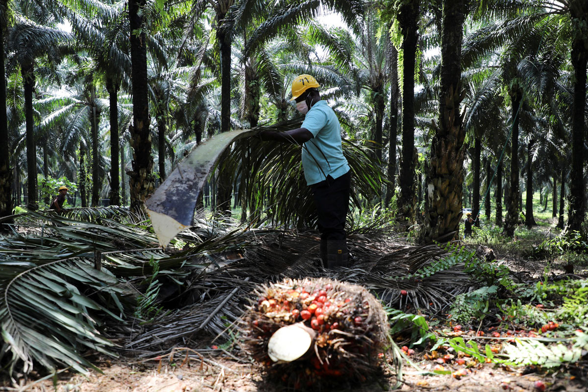 A worker stacks oil palm branches at a plantation in Slim River, Malaysia, Aug. 12, 2021. Lim Huey Teng/Reuters via IC