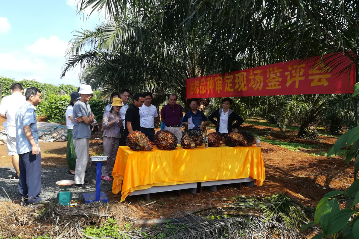 Oil palm varieties on display at a meeting of China’s National Committee for the Examination and Approval of Tropical Crop Varieties in Hainan province, 2018. Courtesy of Zeng Xianhai