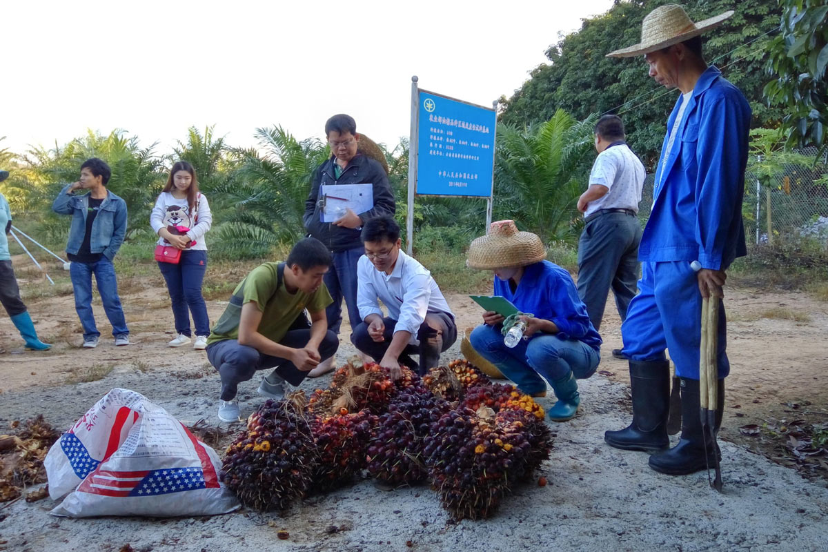 Ministry of Agriculture staff examine oil palm fruit in Yunnan province. Chinese growers are investigating ways to boost domestic production, but the country has yet to fully commit to large-scale palm oil production. Courtesy of Zeng Xianhai