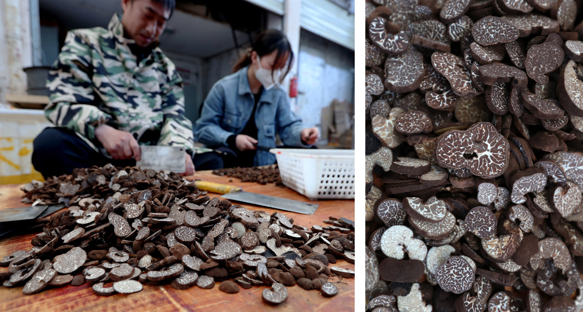 Vendors cut the truffles into pieces in Kunming, Yunnan province, April 2022. Yang Zheng/VCG